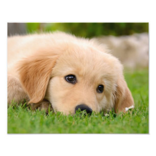 Golden Retriever Cute Puppy Dreaming - Paperprint Fototryck