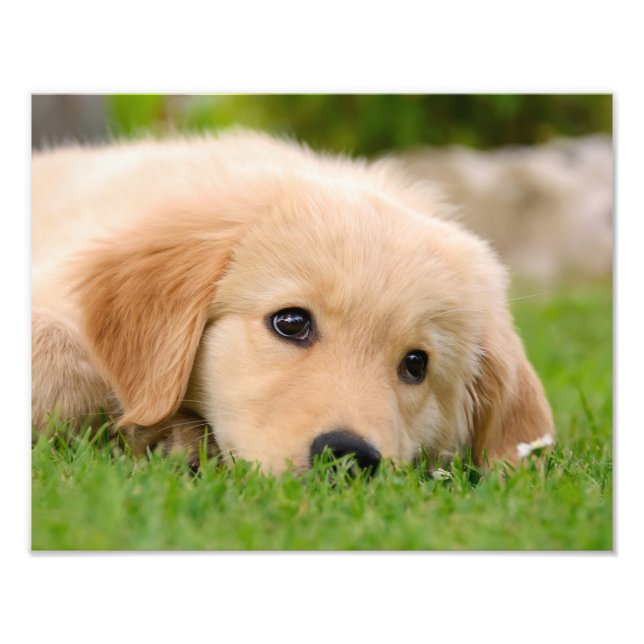Golden Retriever Cute Puppy Dreaming - Paperprint Fototryck (Framsidan)