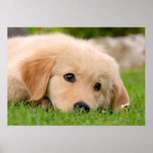 Golden Retriever Cute Puppy Dreaming, Pet Photo Poster