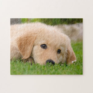 Golden Retriever Cute Puppy Dreaming, spel 11x14 Pussel