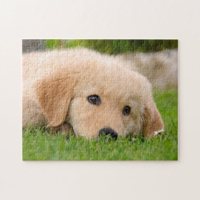 Golden Retriever Cute Puppy Dreaming, spel 11x14 Pussel (Horisontell)