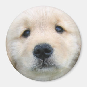 Golden Retriever Cute Puppy Magnet