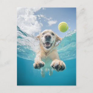 Golden Retriever Diving Tennis Boll Underwater Vykort