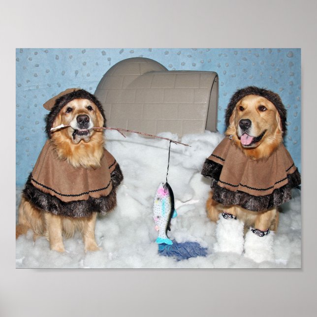 Golden Retriever Eskimos Poster (Framsidan)
