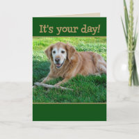 Golden Retriever Fetching Goodies for Fars dag