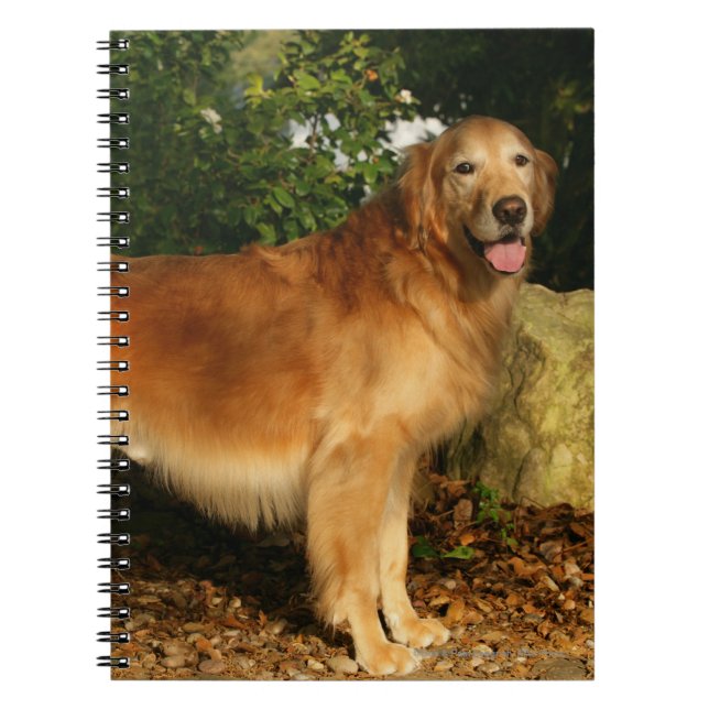 Golden Retriever flåsar Anteckningsbok (Framsidan)