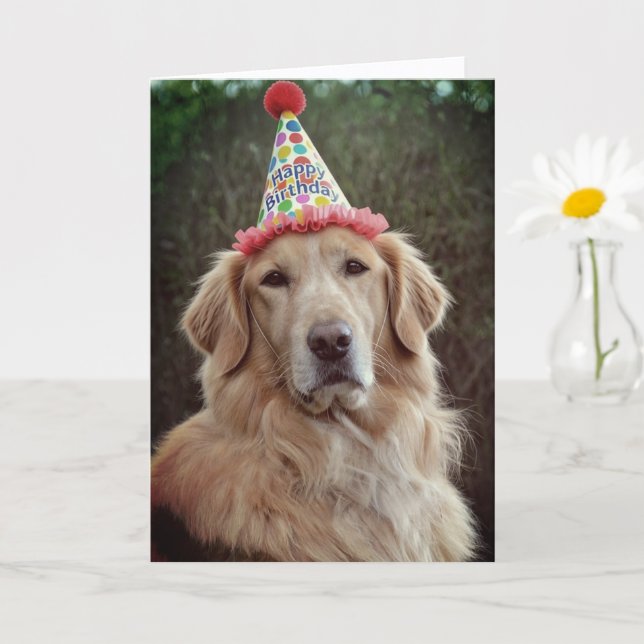 Golden Retriever & Födelsedagsfesthatt  Kort (Liten växt)