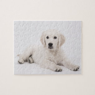 Golden Retriever Foto Pussel