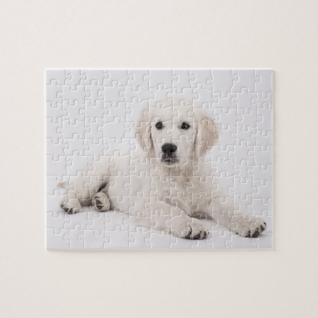 Golden Retriever Foto Pussel (Horisontell)