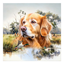 Golden Retriever Fototryck