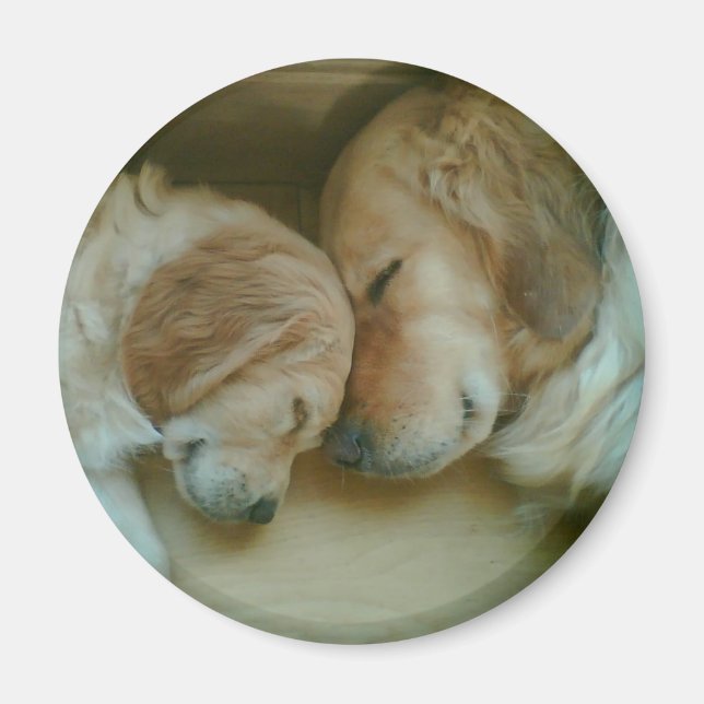 Golden Retriever Fridge Magnet (Framsidan)