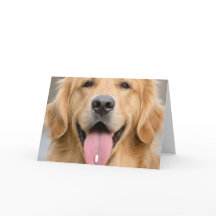 Golden Retriever Gammal Ålder Födelsedag Humor