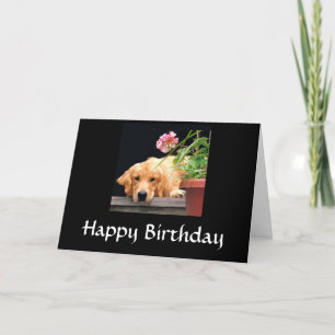 Golden Retriever Grattis på födelsedagen Card Kort
