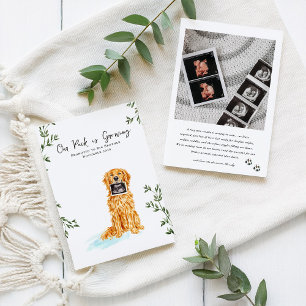 Golden Retriever graviditetmeddelande Meddelande