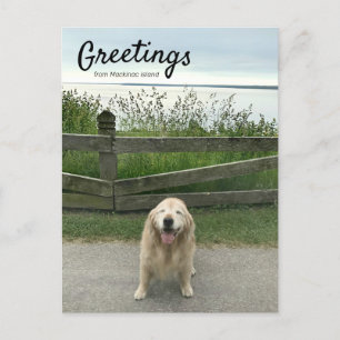 Golden Retriever Hälsning från Mackinac Island Vykort