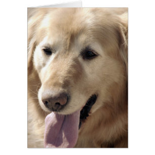 Golden Retriever Hälsningskort
