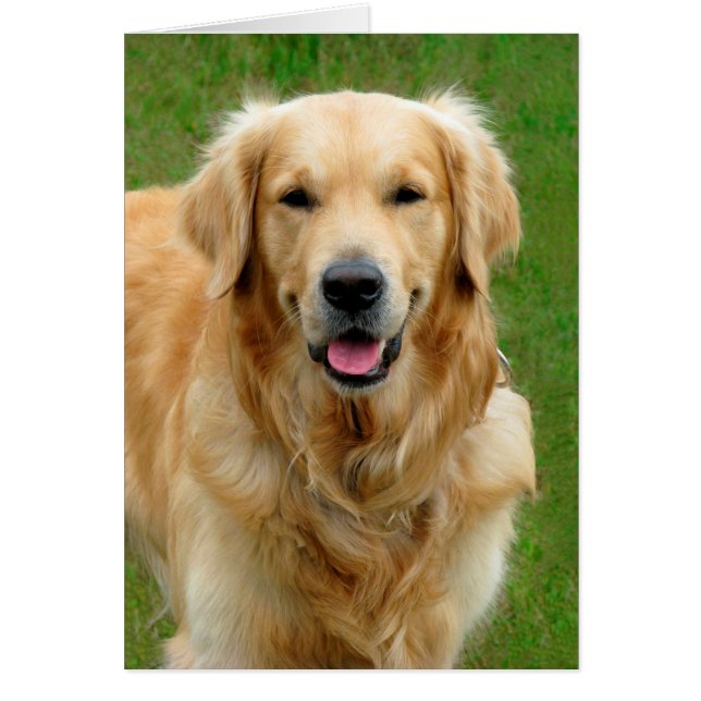 Golden Retriever Hälsningskort (Framsidan)