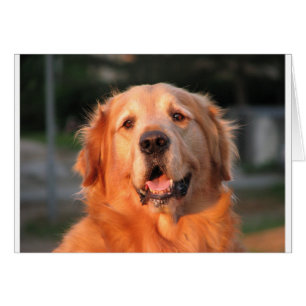 Golden Retriever Hälsningskort