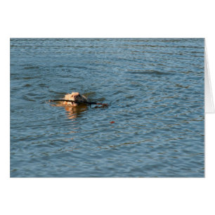 Golden Retriever Hälsningskort
