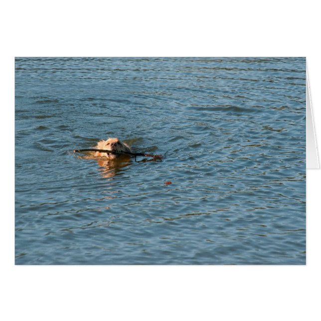 Golden Retriever Hälsningskort (Framsidan Horizontal)
