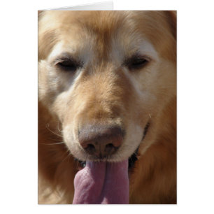 Golden Retriever Hälsningskort