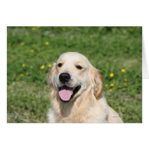 Golden Retriever Headshot 1 Hälsningskort