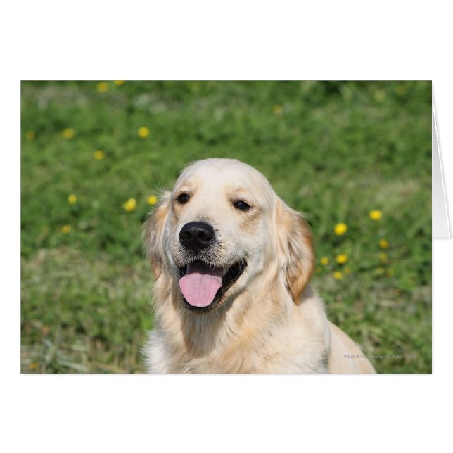 Golden Retriever Headshot 1 Hälsningskort (Framsidan Horizontal)