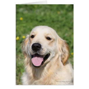 Golden Retriever Headshot 1 Hälsningskort