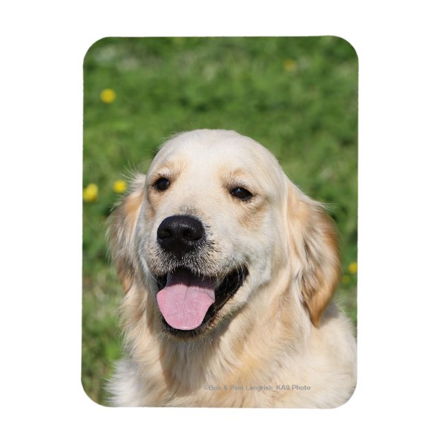 Golden Retriever Headshot 1 Magnet (Vertikal)