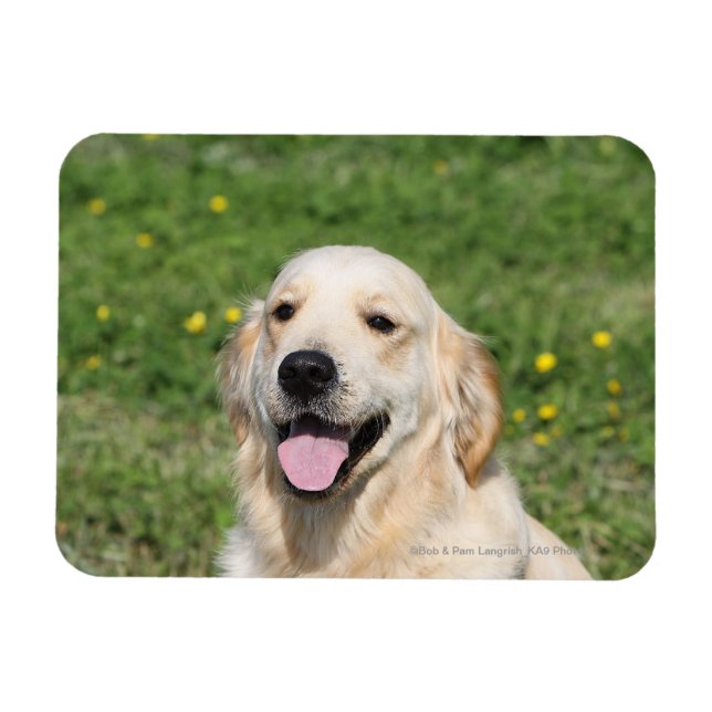 Golden Retriever Headshot 1 Magnet (Horisontell)