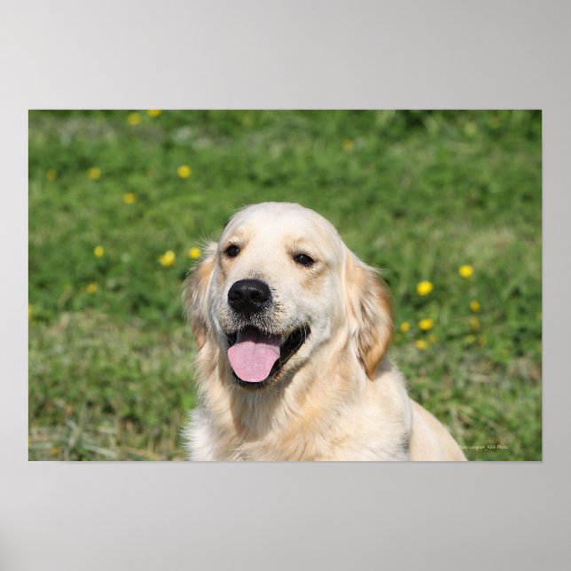 Golden Retriever Headshot 1 Poster (Framsidan)