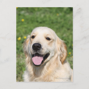 Golden Retriever Headshot 1 Vykort