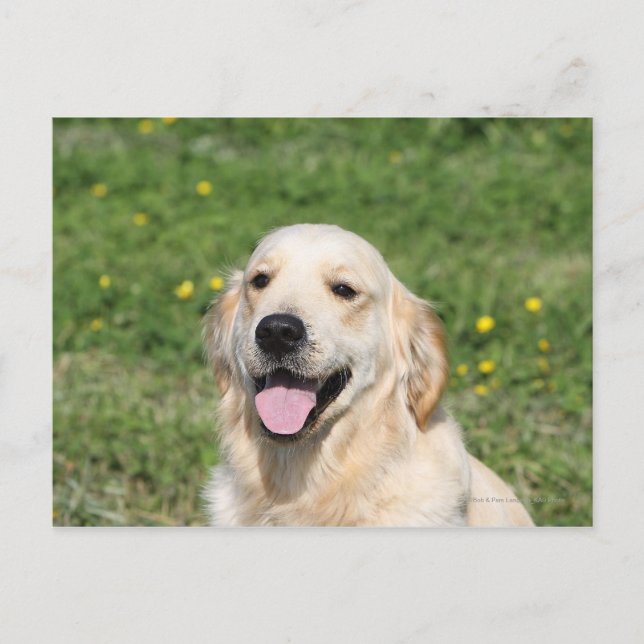 Golden Retriever Headshot 1 Vykort (Framsida)
