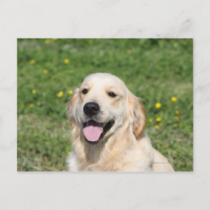 Golden Retriever Headshot 1 Vykort