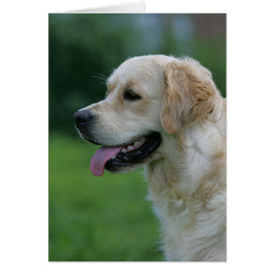 Golden Retriever Headshot 2 2 Hälsningskort