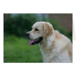 Golden Retriever Headshot 2 2 Hälsningskort