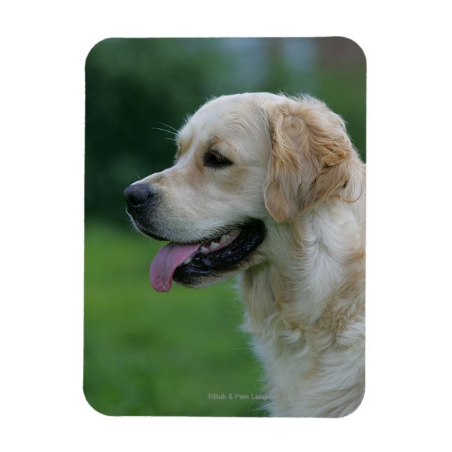 Golden Retriever Headshot 2 2 Magnet (Vertikal)
