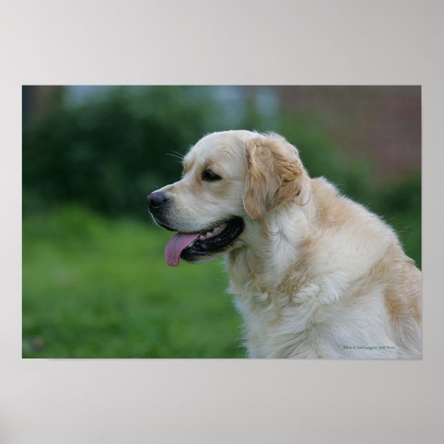 Golden Retriever Headshot 2 2 Poster (Framsidan)