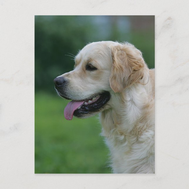 Golden Retriever Headshot 2 2 Vykort (Framsida)