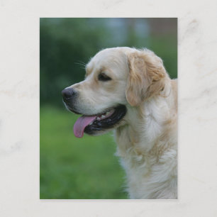 Golden Retriever Headshot 2 2 Vykort
