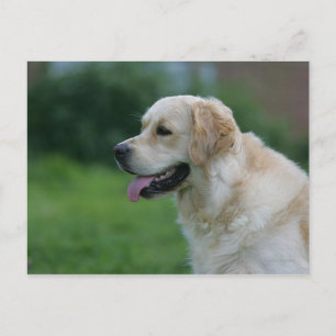 Golden Retriever Headshot 2 2 Vykort
