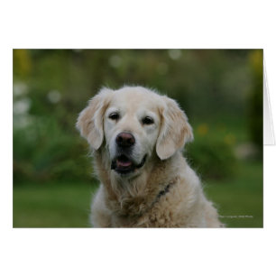 Golden Retriever Headshot 2 Hälsningskort