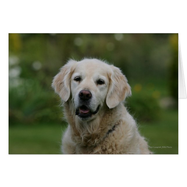 Golden Retriever Headshot 2 Hälsningskort (Framsidan Horizontal)