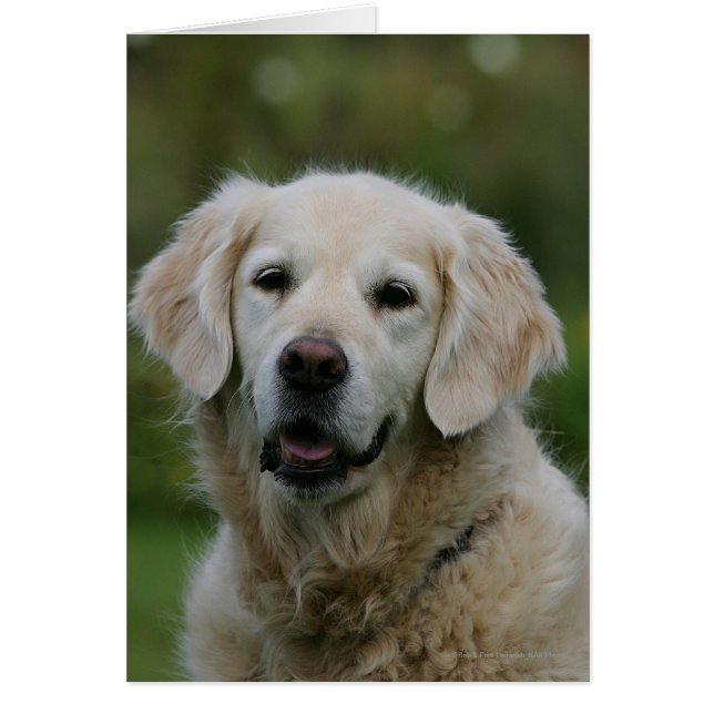 Golden Retriever Headshot 2 Hälsningskort (Framsidan)
