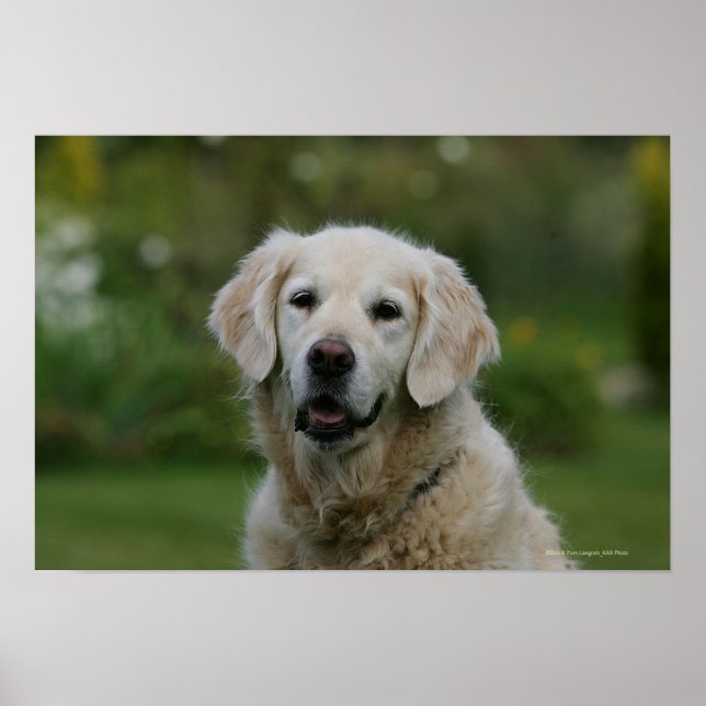Golden Retriever Headshot 2 Poster (Framsidan)