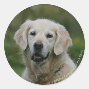Golden Retriever Headshot 2 Runt Klistermärke