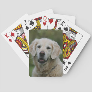 Golden Retriever Headshot 2 Spel Kort