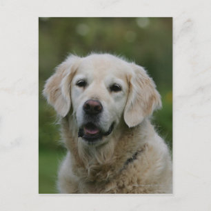 Golden Retriever Headshot 2 Vykort