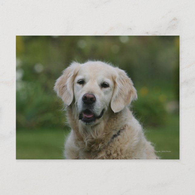 Golden Retriever Headshot 2 Vykort (Framsida)