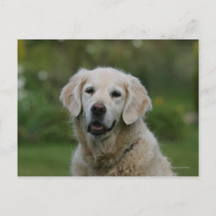 Golden Retriever Headshot 2 Vykort